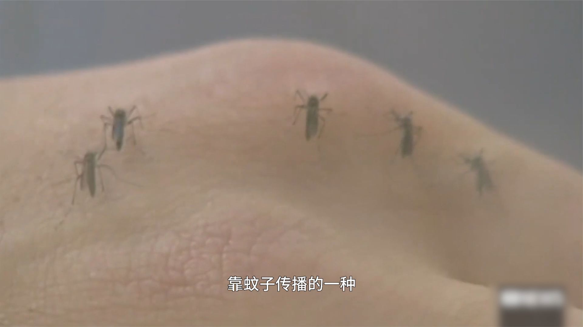 出国旅游，竟然因为一只虫子丧命？｜凤凰大健康