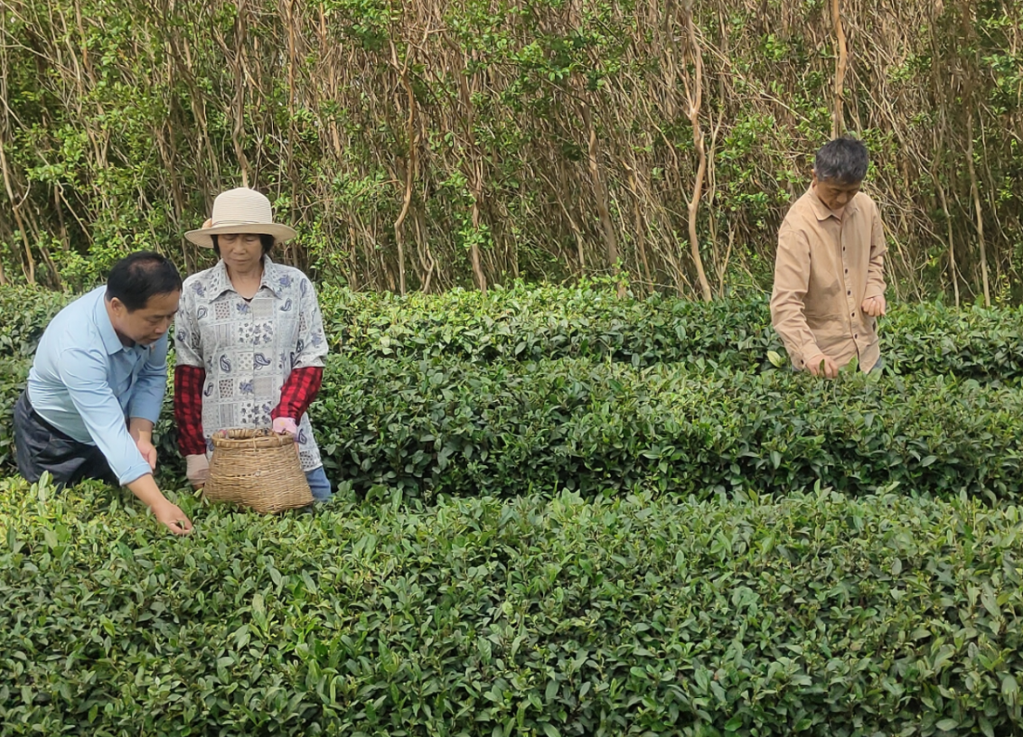 周金云实地指导茶农采茶和种茶 湖北省科技厅供图