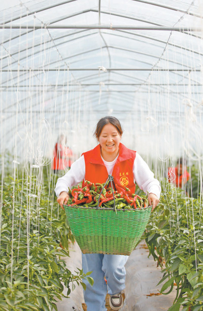 福建省南安市金淘镇的蔬菜基地内，晨光村网格员帮助农户搬运采摘下的辣椒。  谢贵明摄（影像中国）