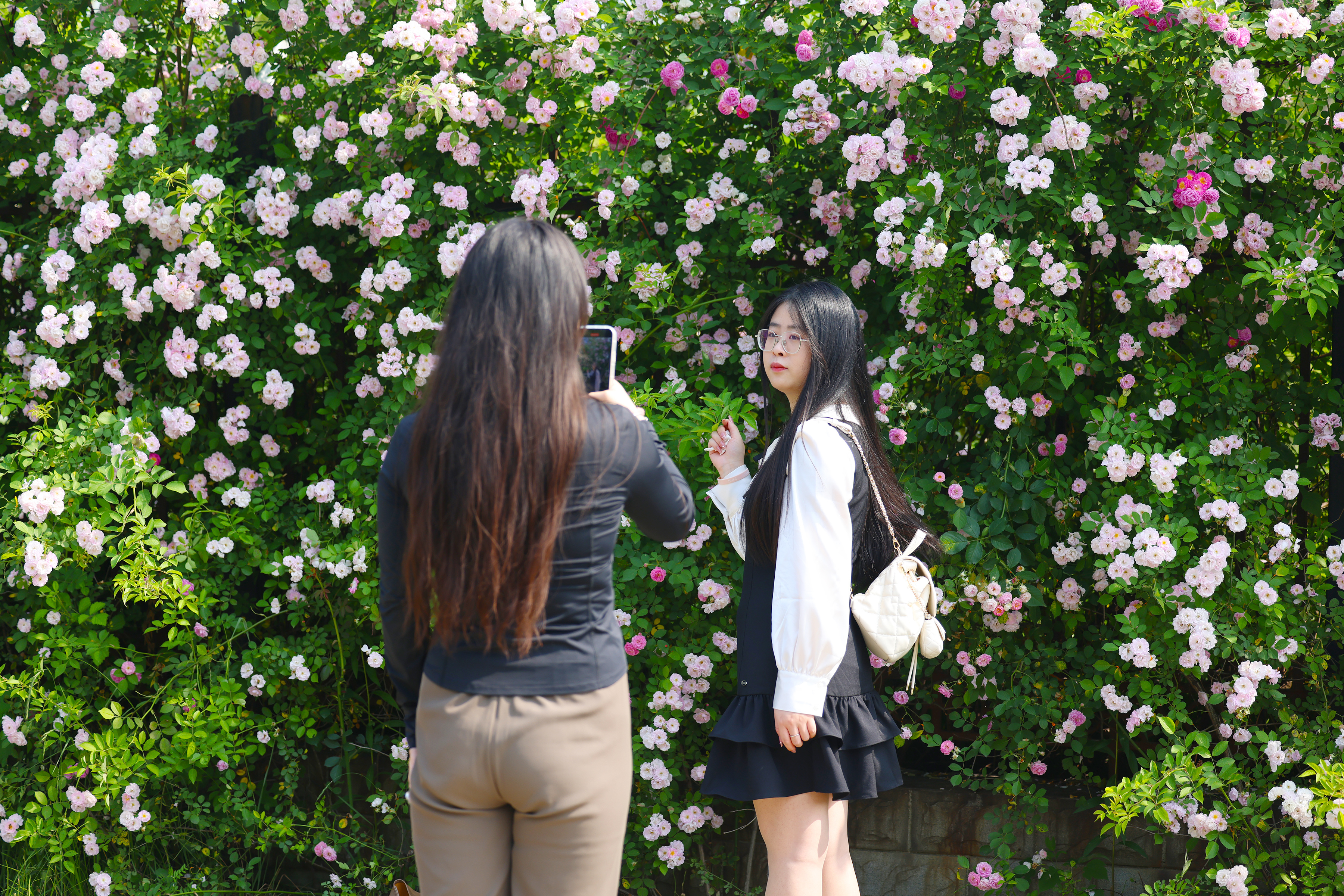 浪漫拉满！安徽新华学院2000米蔷薇花墙美出圈