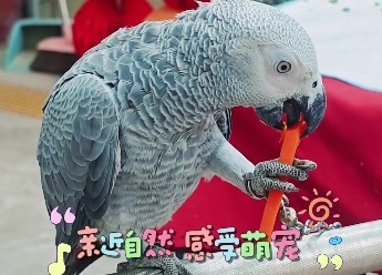 当萌娃遇上萌宠　酒泉生态文化博览园里“游”点热闹
