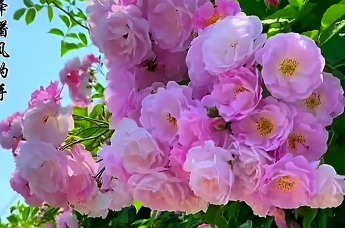 蔷薇有约！来轩辕湖南中轴公园，遇见属于你的浪漫