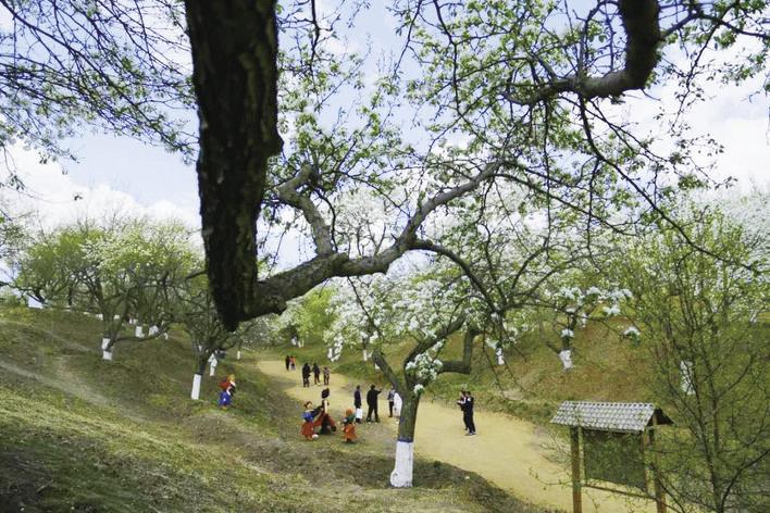 游客在德惠市米沙子镇刘家糖坊村的百年梨园欣赏梨花。 赵猛佳 摄