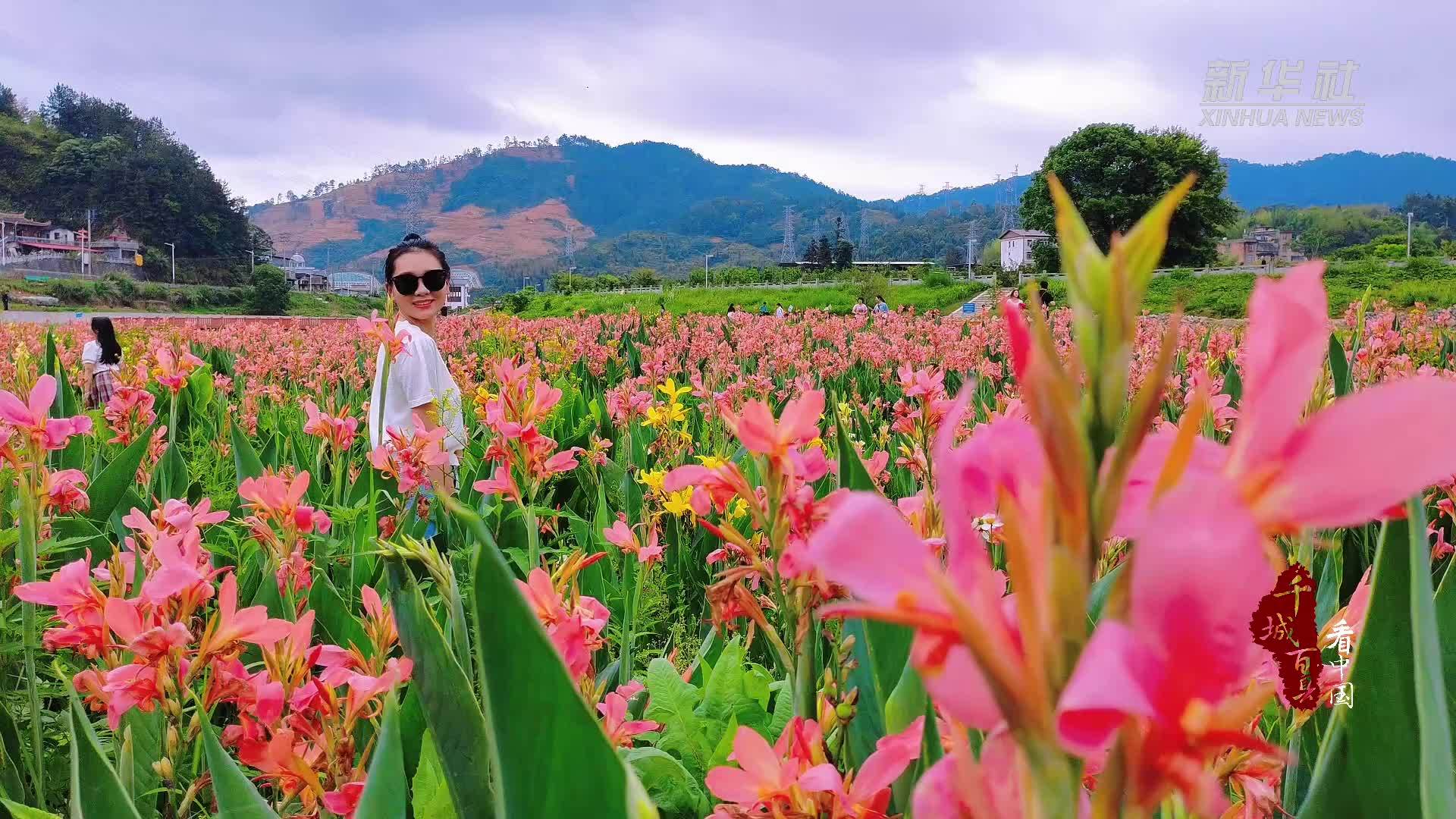 千城百县看中国｜福建德化：美人蕉花开正艳