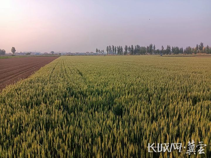 小麦是谁研发出来的 0F3F1093137AA685598C14E1F2DA6CDD25EA94D5_size90_w720_h540.jpg