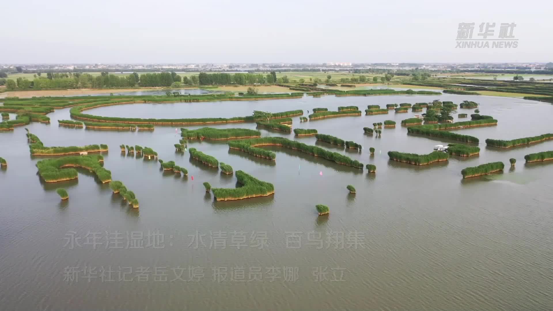 永年洼湿地：水清草绿 百鸟翔集