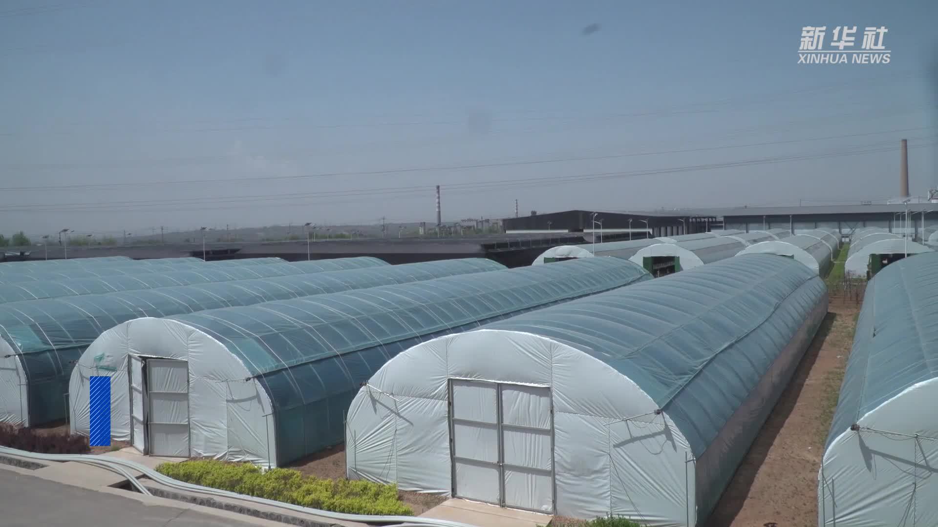 山西长治：香菇菌棒生产忙 产业发展活力足