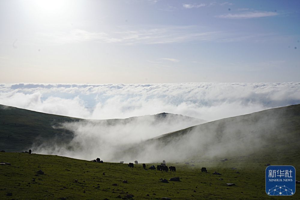 5月10日，牛群在云雾笼罩的草原上觅食。