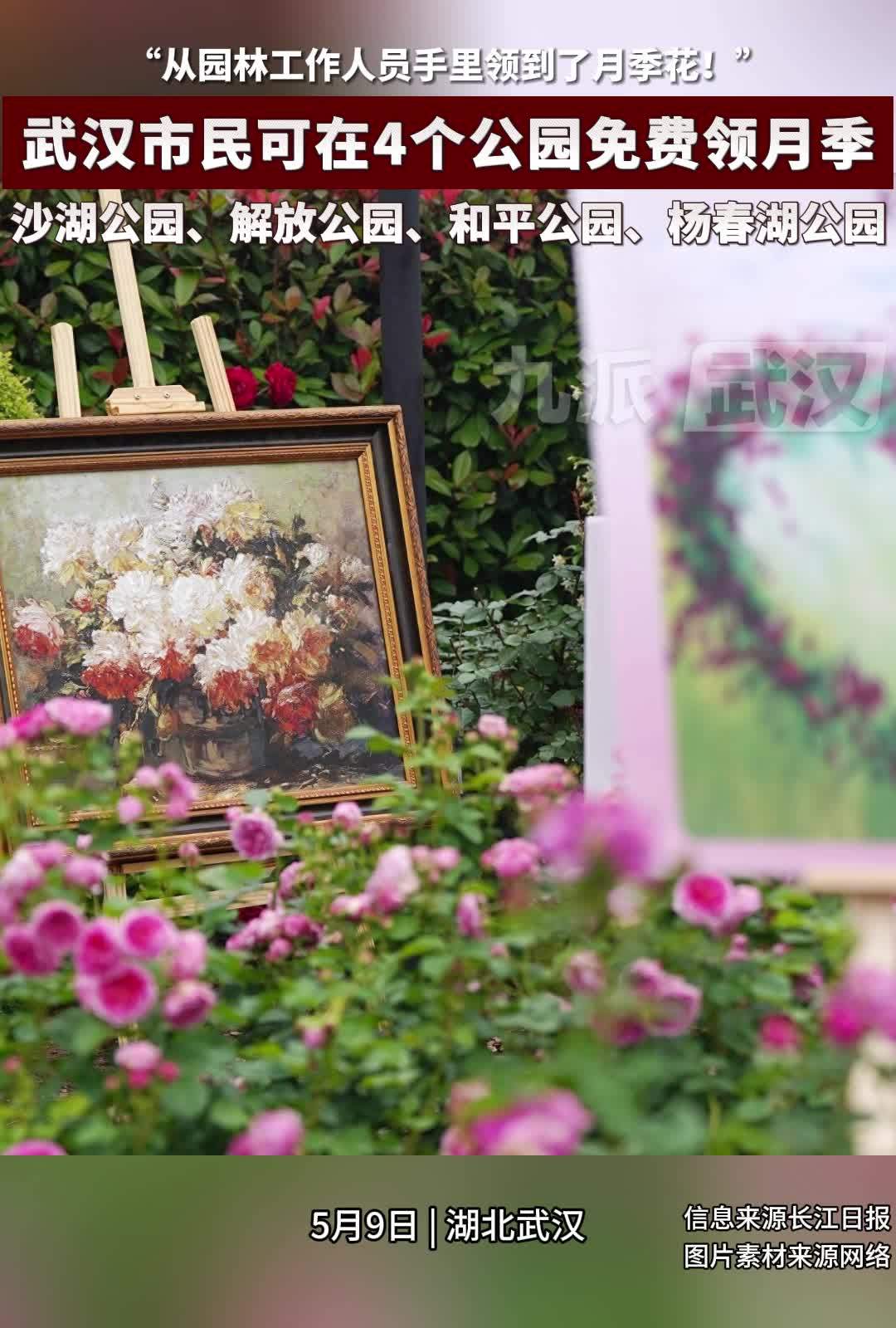 武汉市民可以在这4个公园免费领月季啦沙湖公园解放公园和平公园杨春