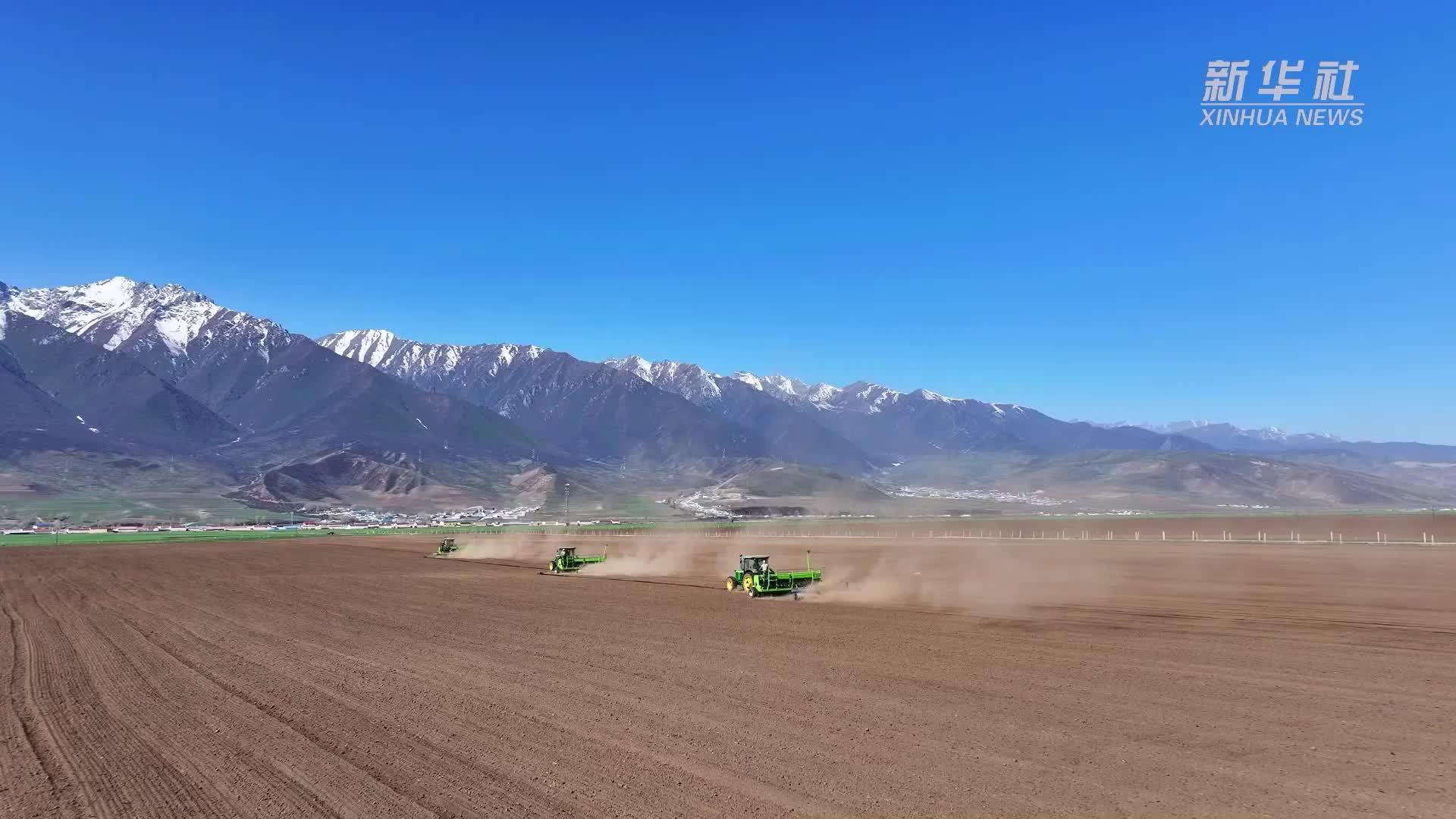 青海门源：雪山脚下耕种忙