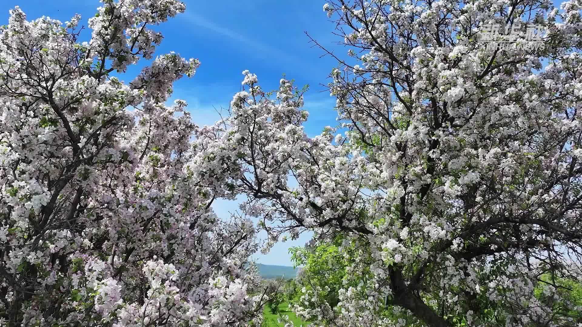 新疆伊犁：万亩野苹果花绽放 犹如梦幻世界