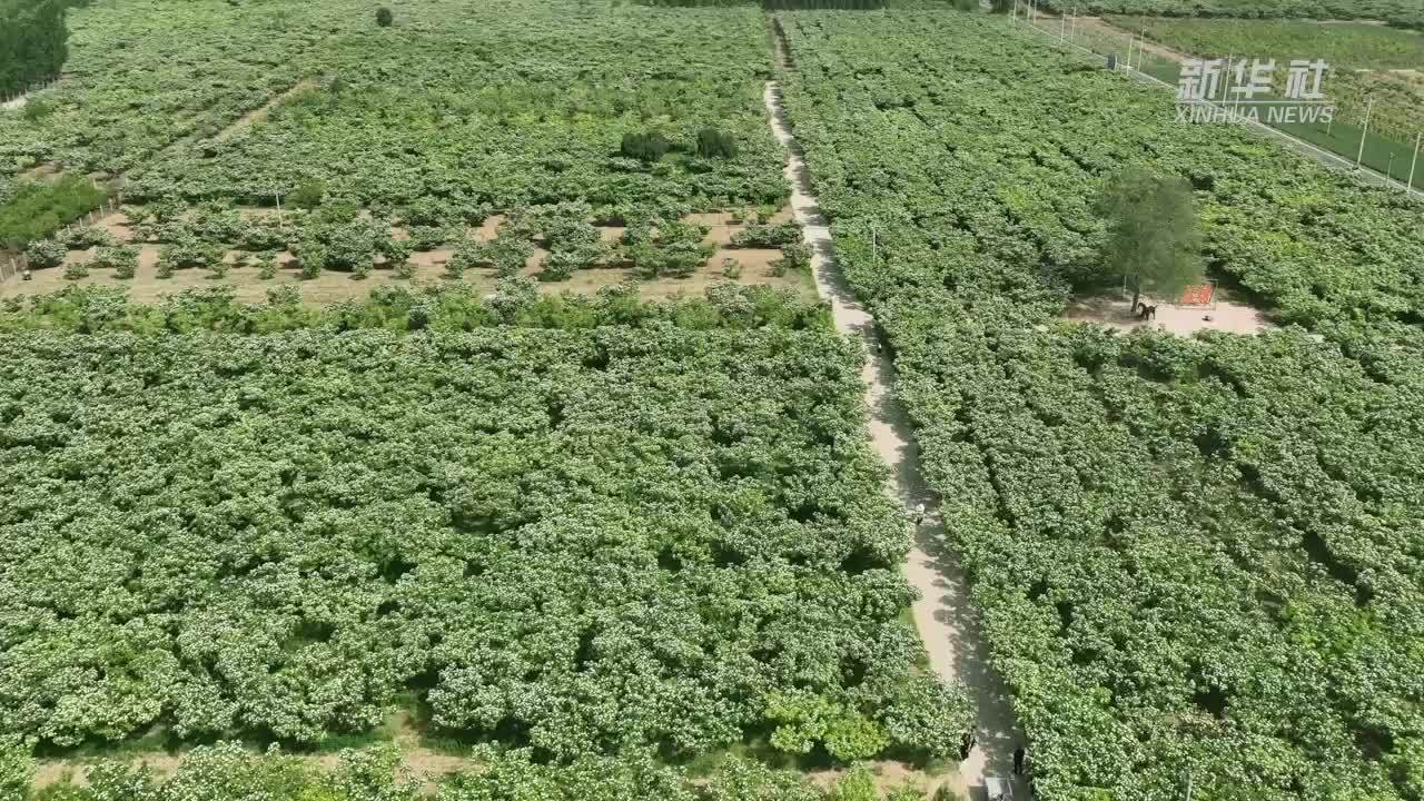 千城胜景｜河北清河：山楂花开白胜雪