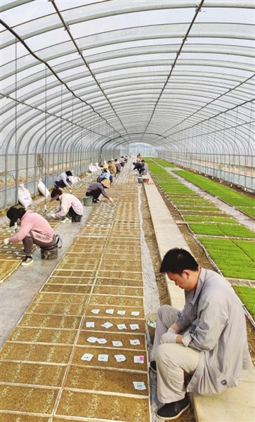 工作人员正在播种。