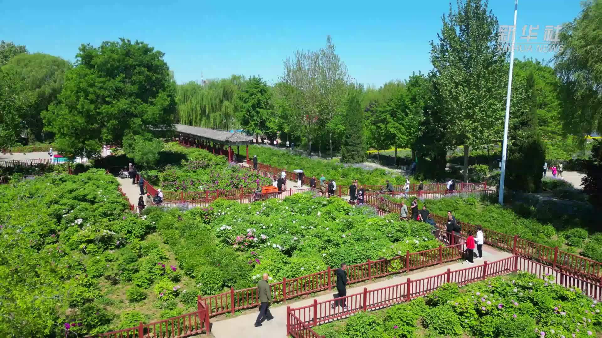 四季旅行丨河北柏乡：牡丹花海引客来