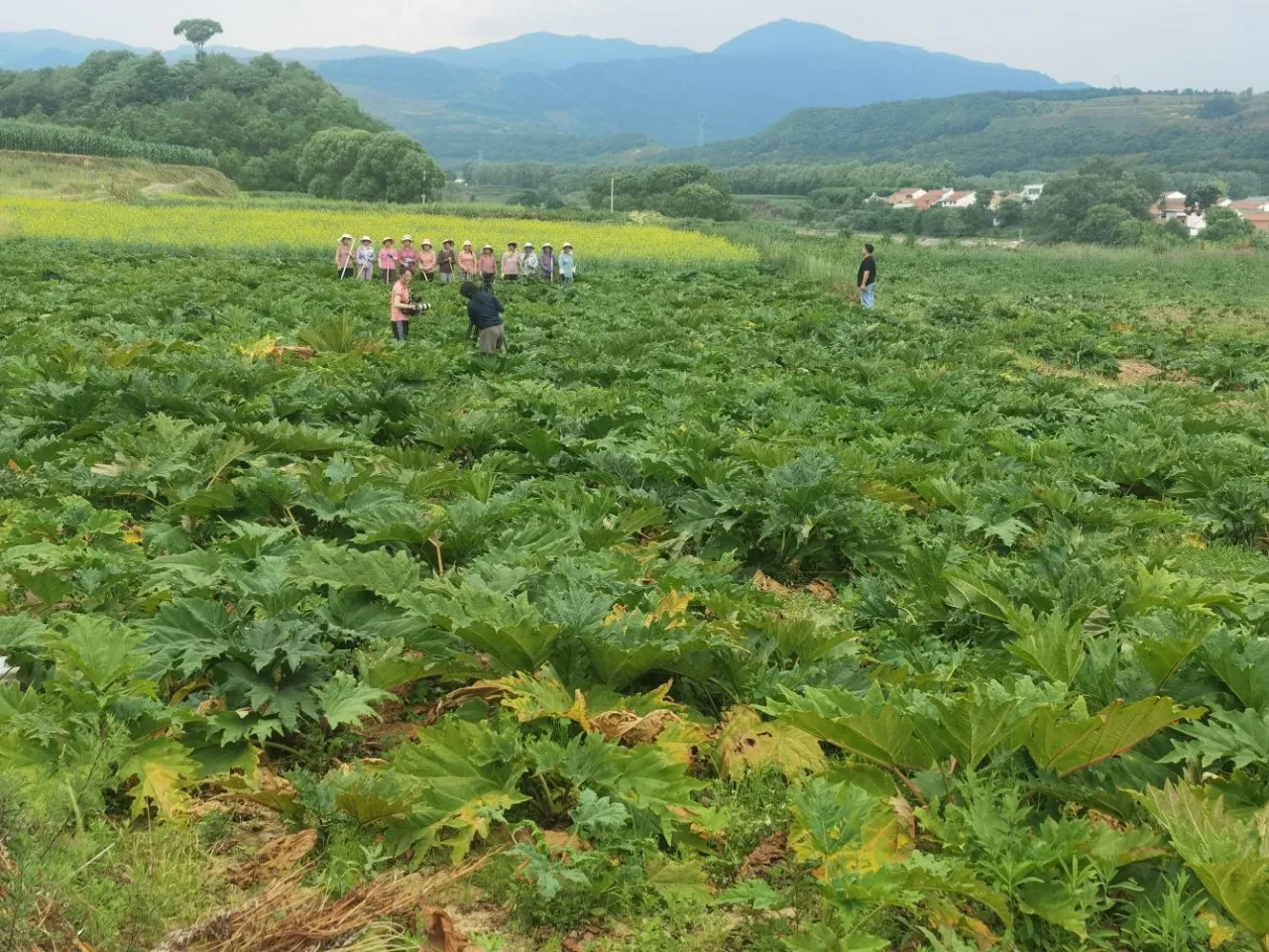 全链发展“药药”领先　华亭用了哪些硬核举措