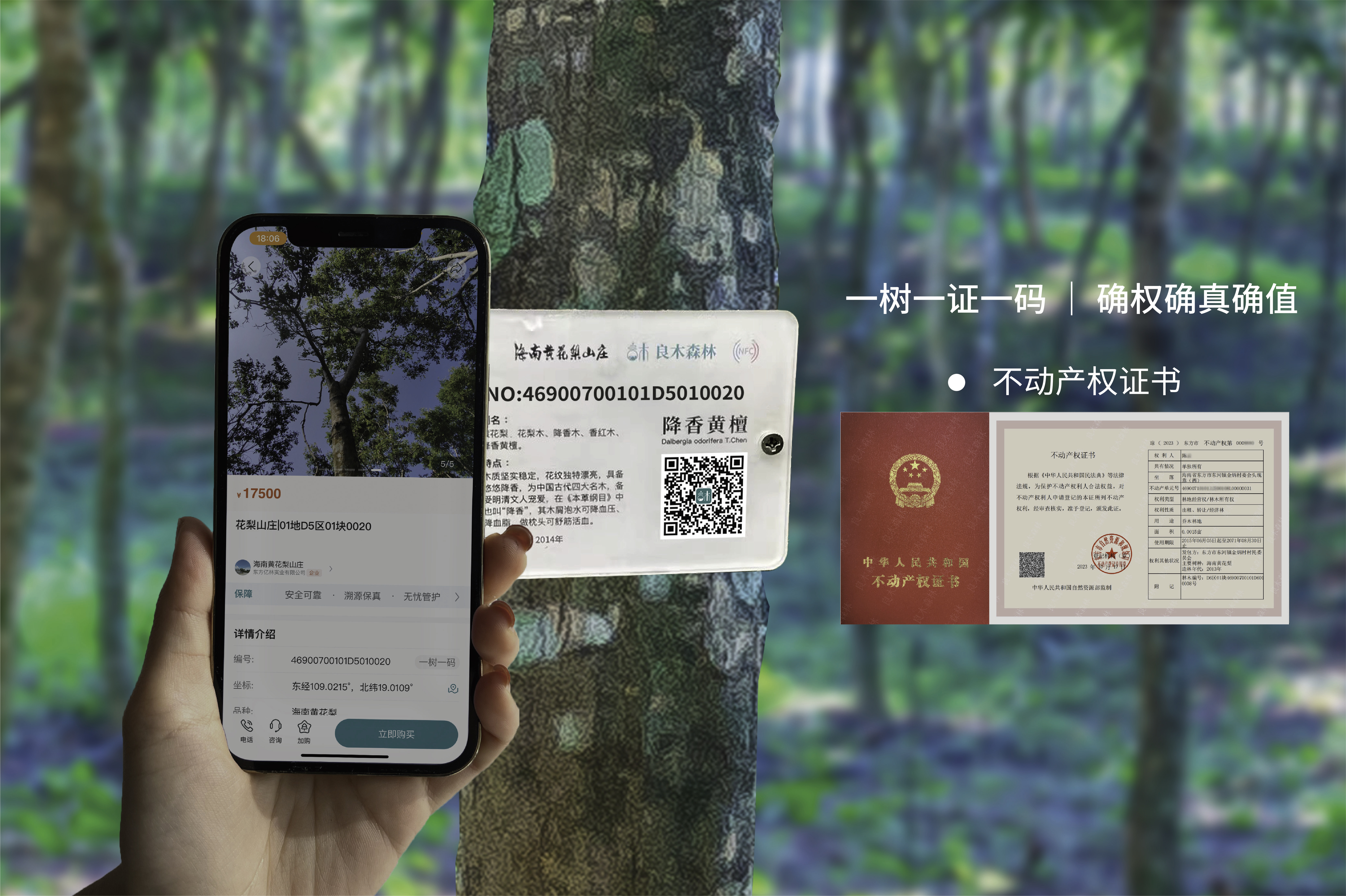 多家种植企业入驻海南黄花梨官方交易平台良木森林 海南珍贵林木产业形成新格局