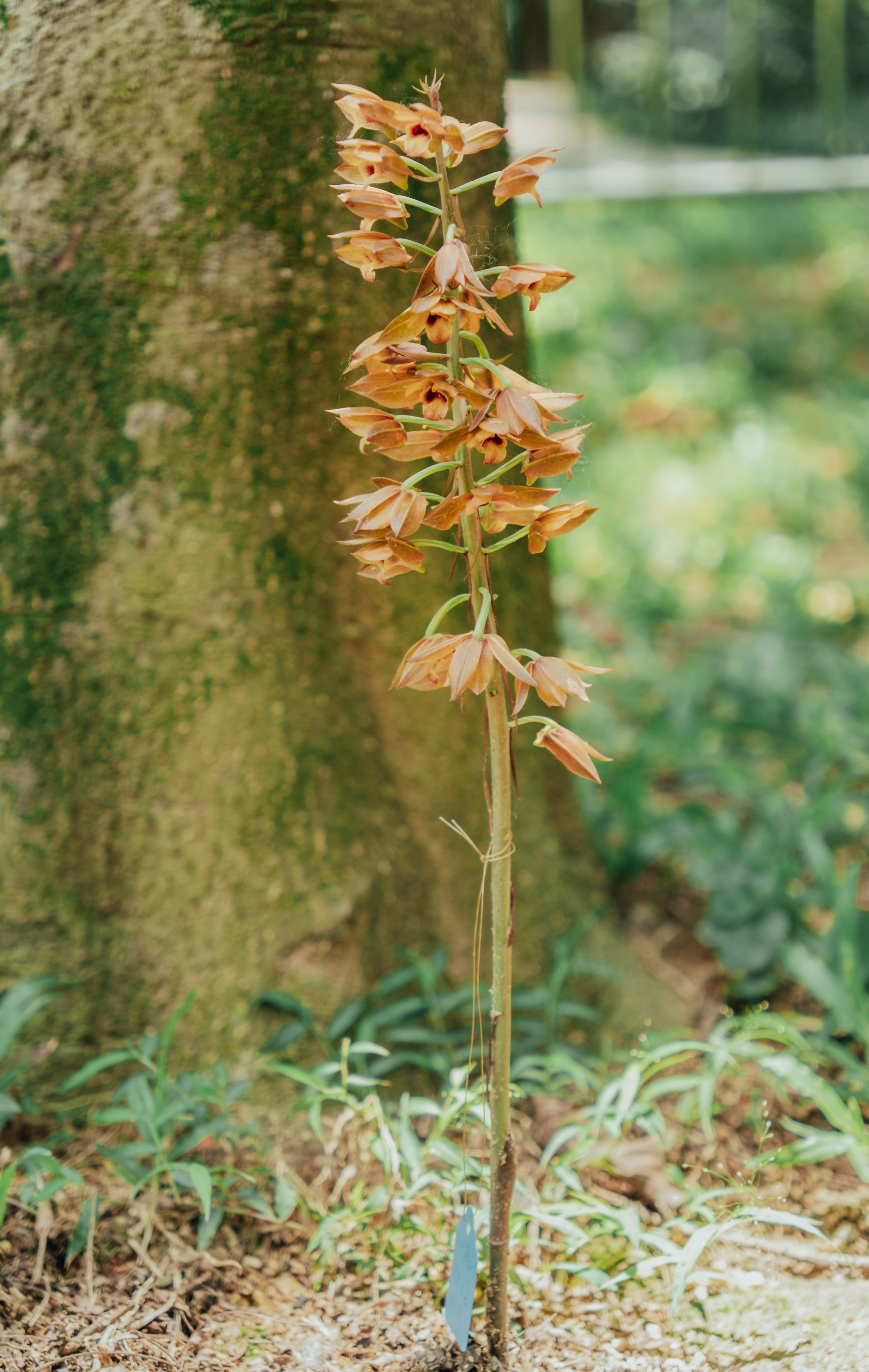 南山区荔香公园现稀有珍花 无叶美冠兰展示自然奇迹