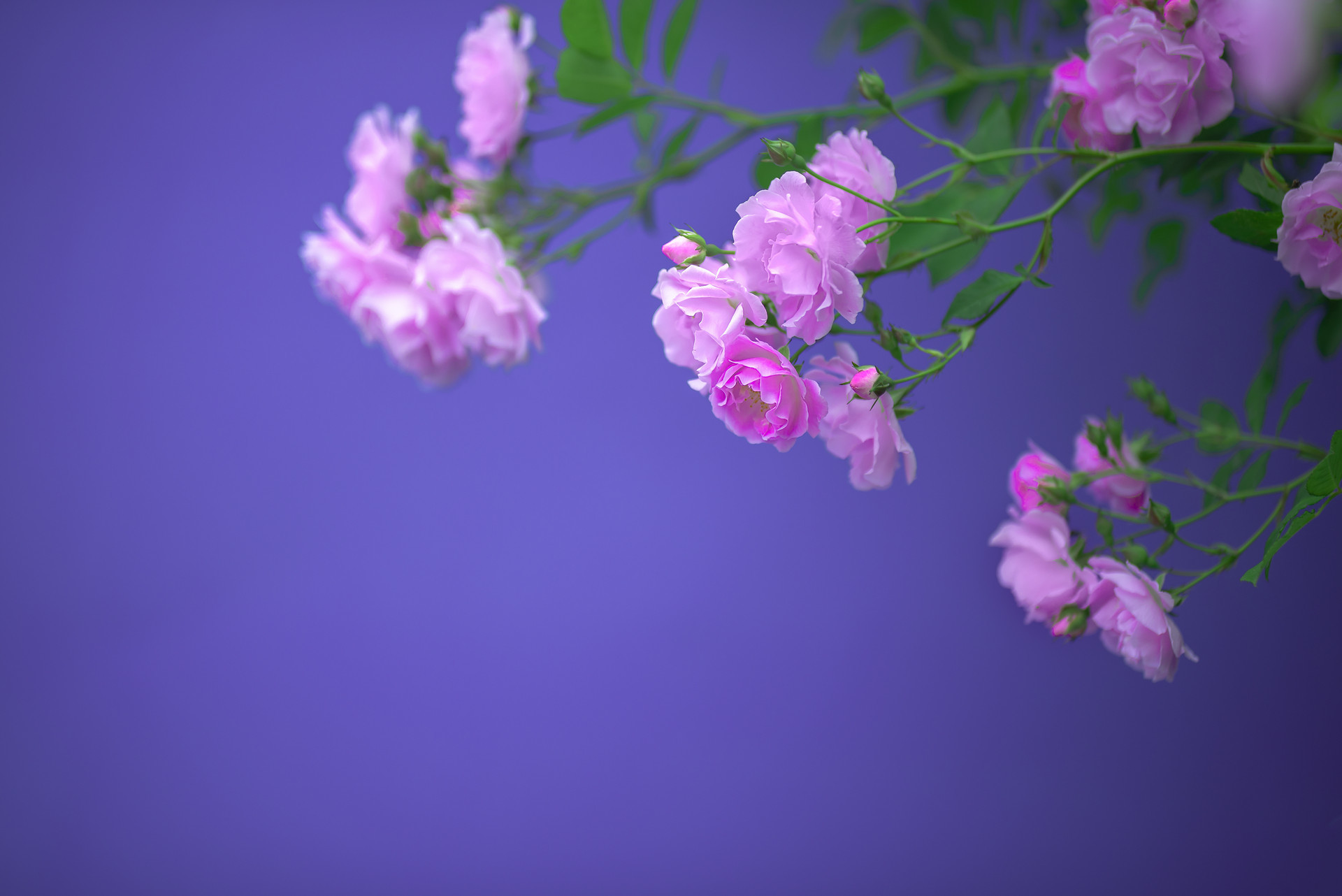 五月的青岛,满城芳菲一眼俘获你的心