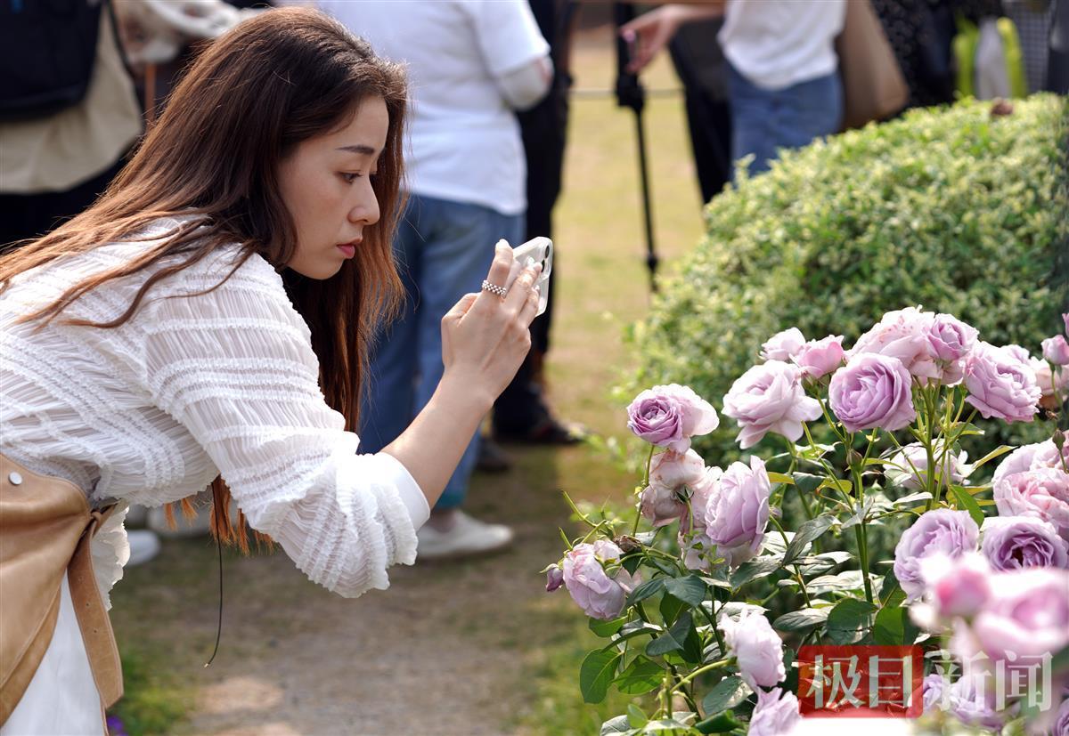 游客拍摄月季花