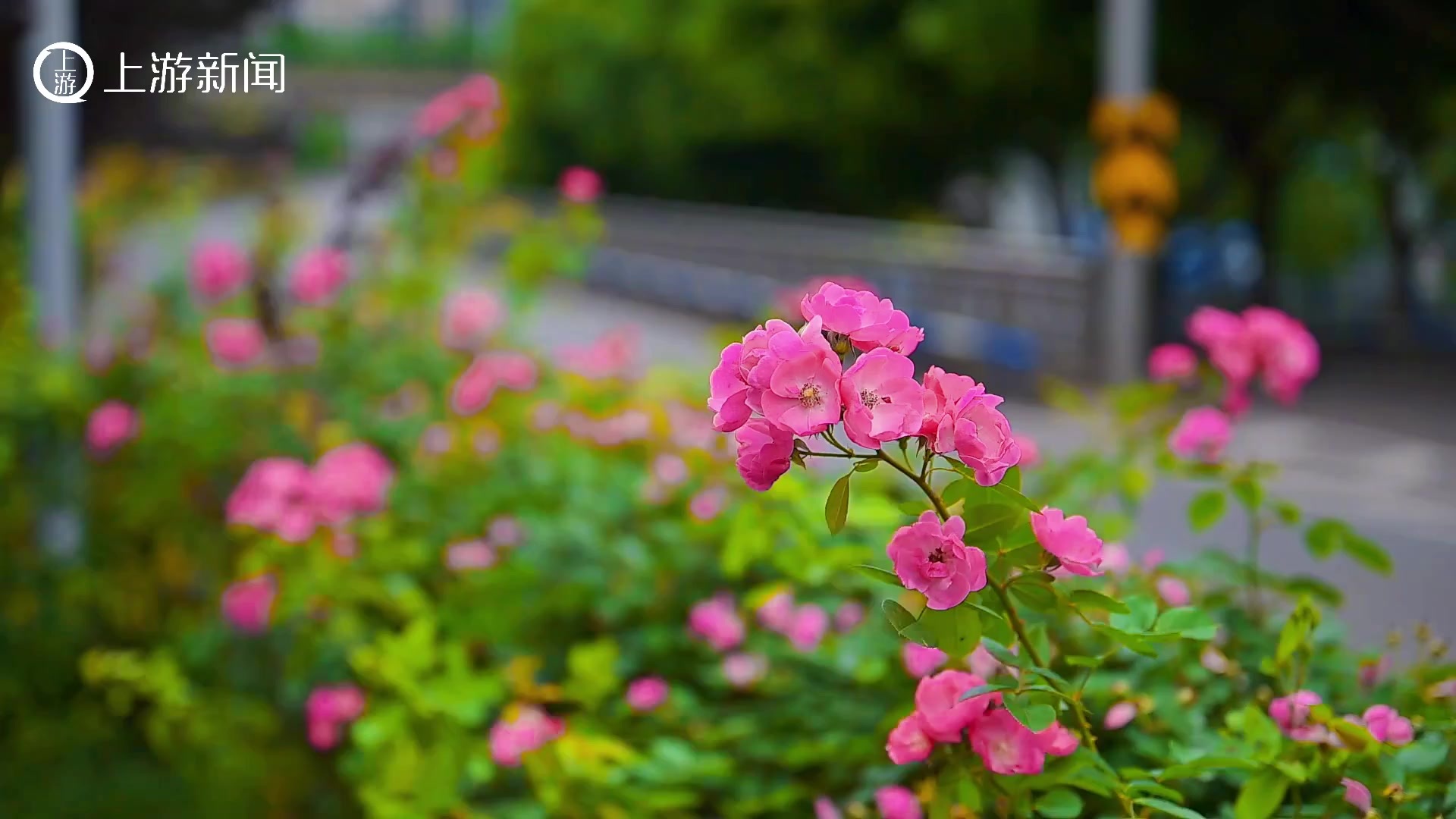 月季盛放正当时 九龙坡这些鲜花大道等你来赏