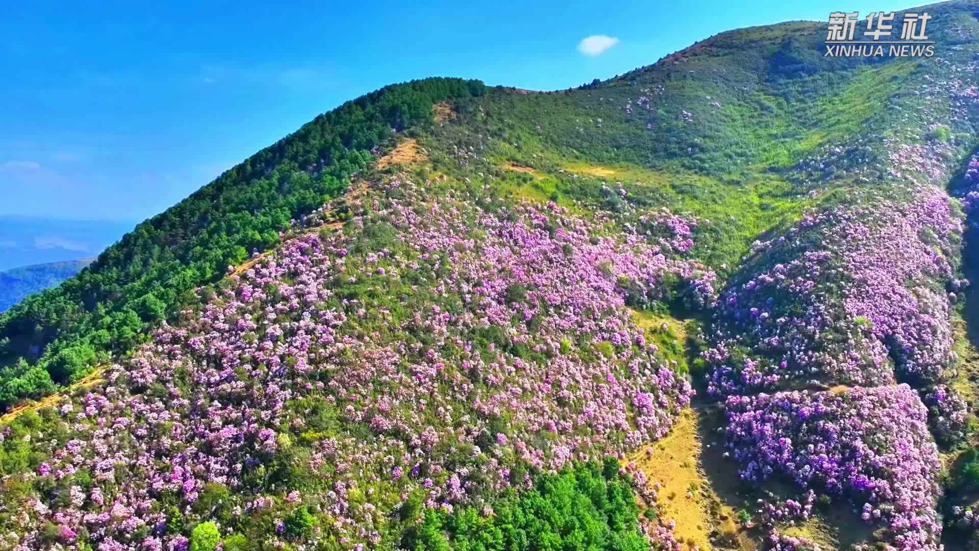 千城胜景｜云南巧家：野生杜鹃花开遍山野