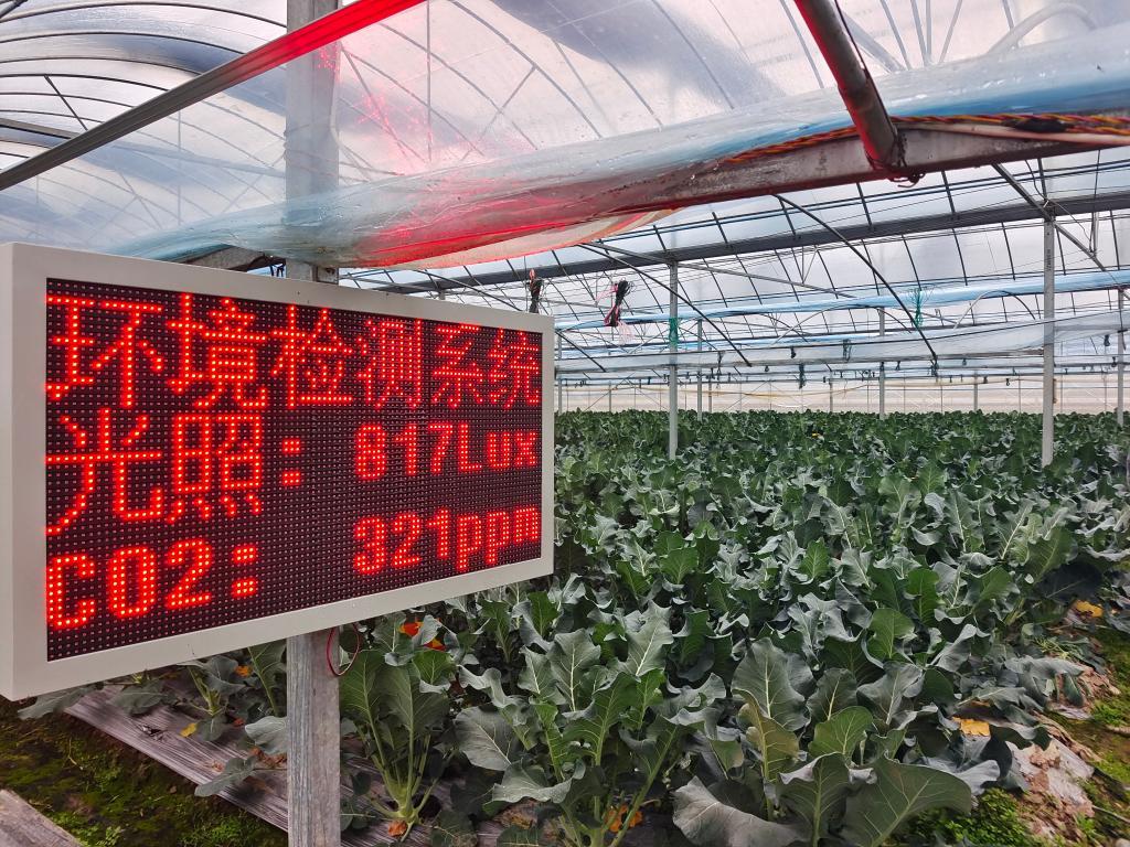 江西崇仁县不少蔬菜大棚里都立着传感器。（王宏娟 摄）
