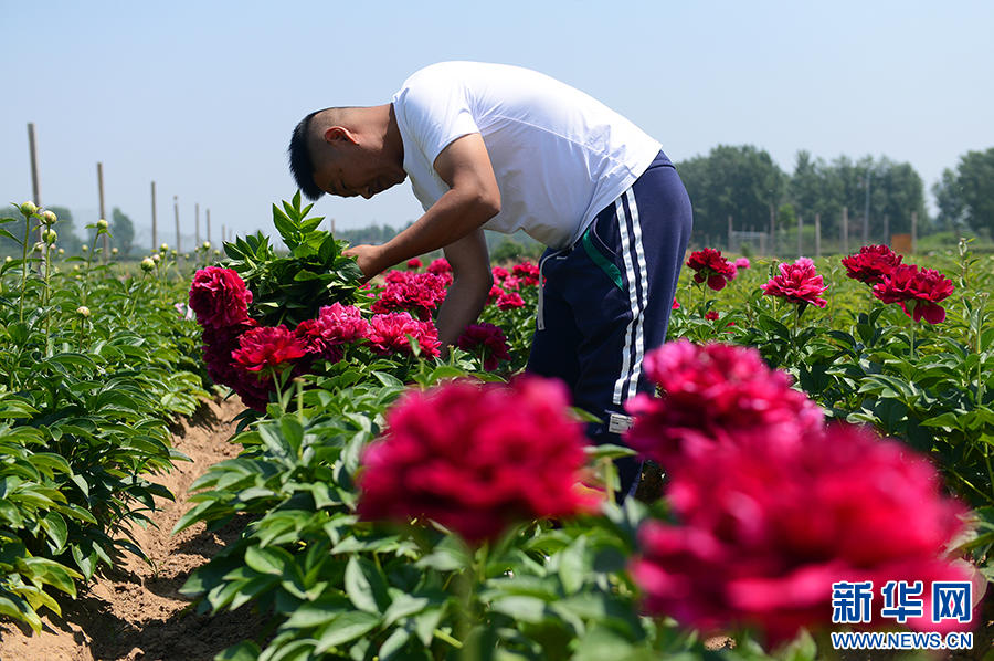 5月8日,河南省安阳市滑县四间房镇高寨村铁线莲育苗基地,村民在收割成熟的花卉。