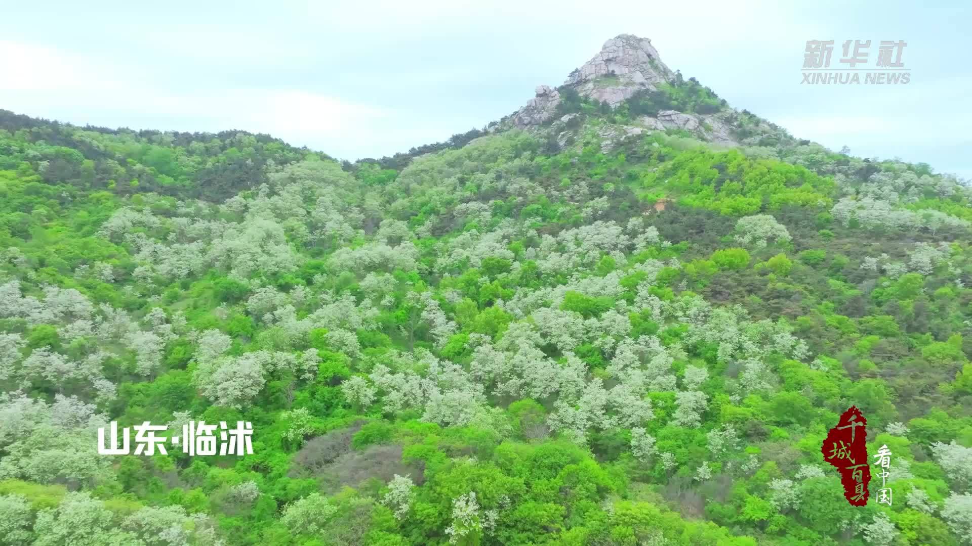 千城百县看中国丨山东临沭：又闻苍马槐花香