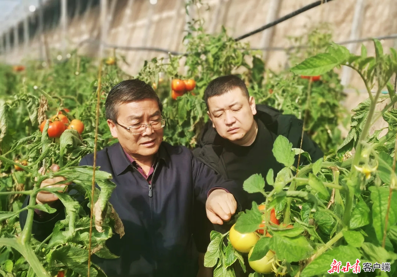 绿色蔬菜产业专家开展田间指导