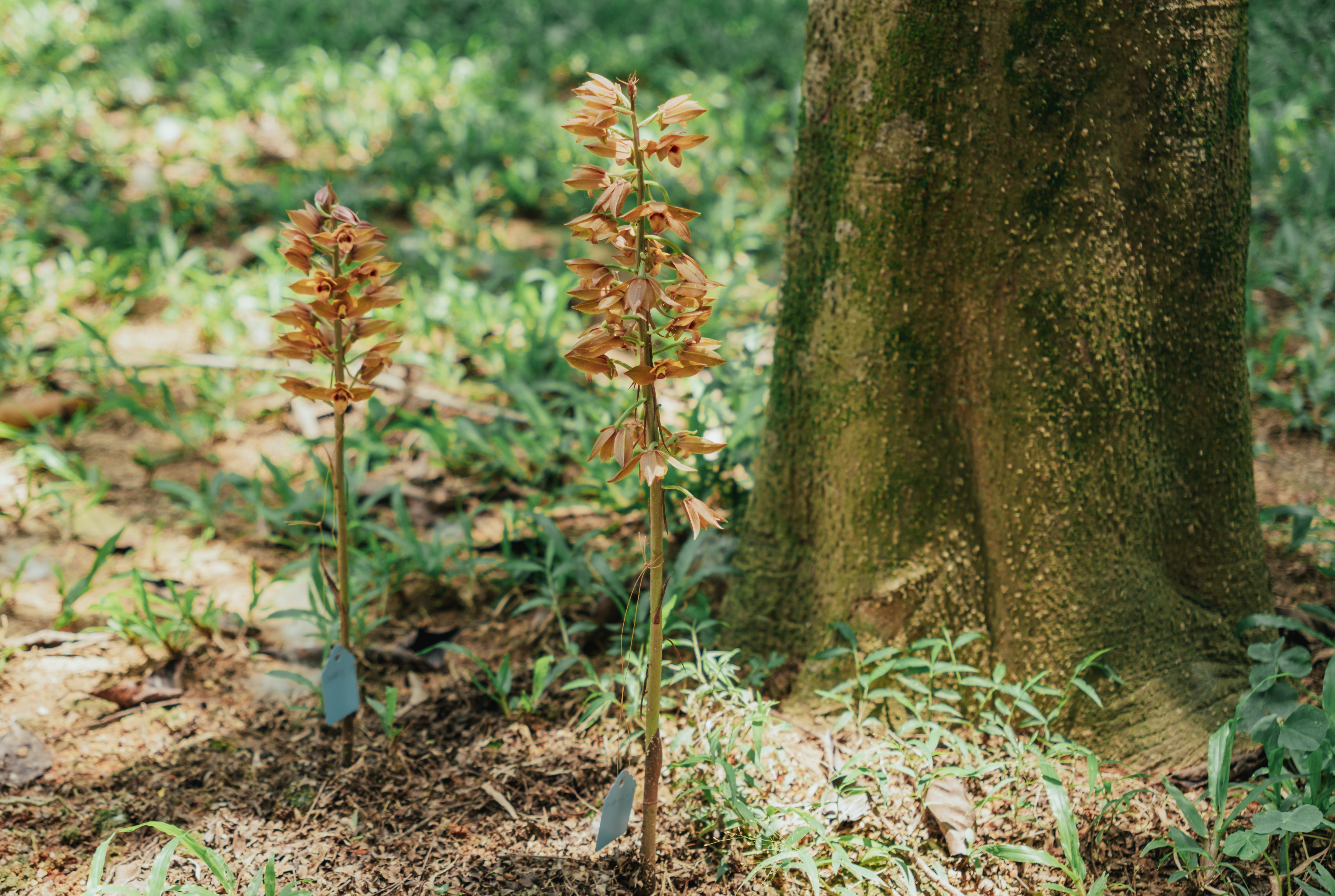 南山区荔香公园现稀有珍花 无叶美冠兰展示自然奇迹