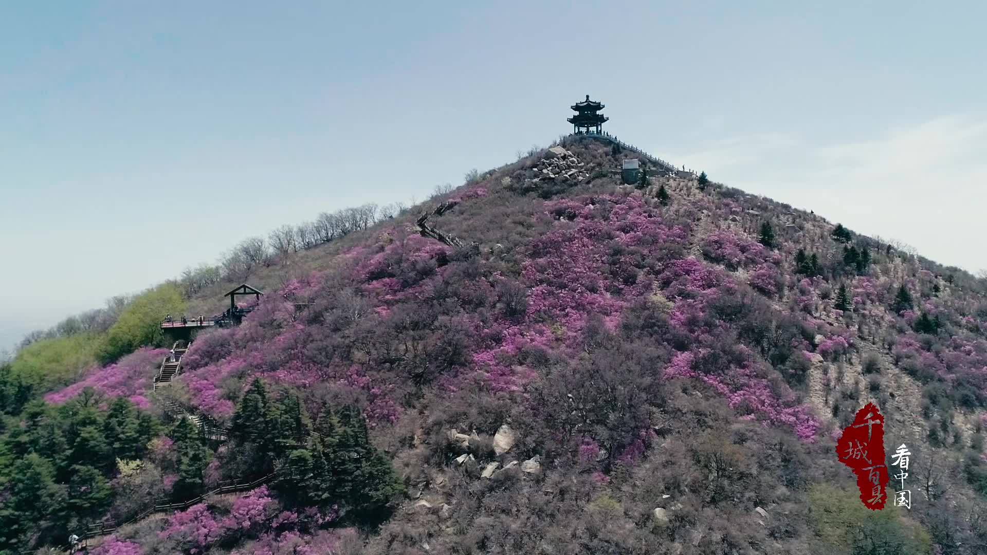 千城百县看中国｜河北秦皇岛：登峰赏杜鹃花海