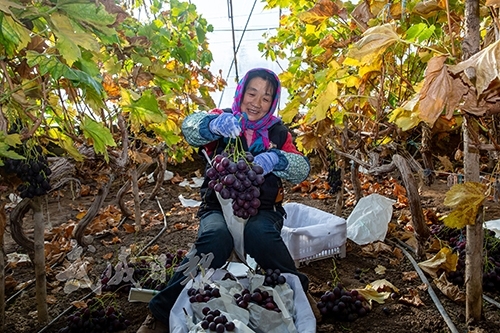 武威是我国最佳的优质酿酒葡萄和葡萄生态区之一　图源自武威市人民政府官网