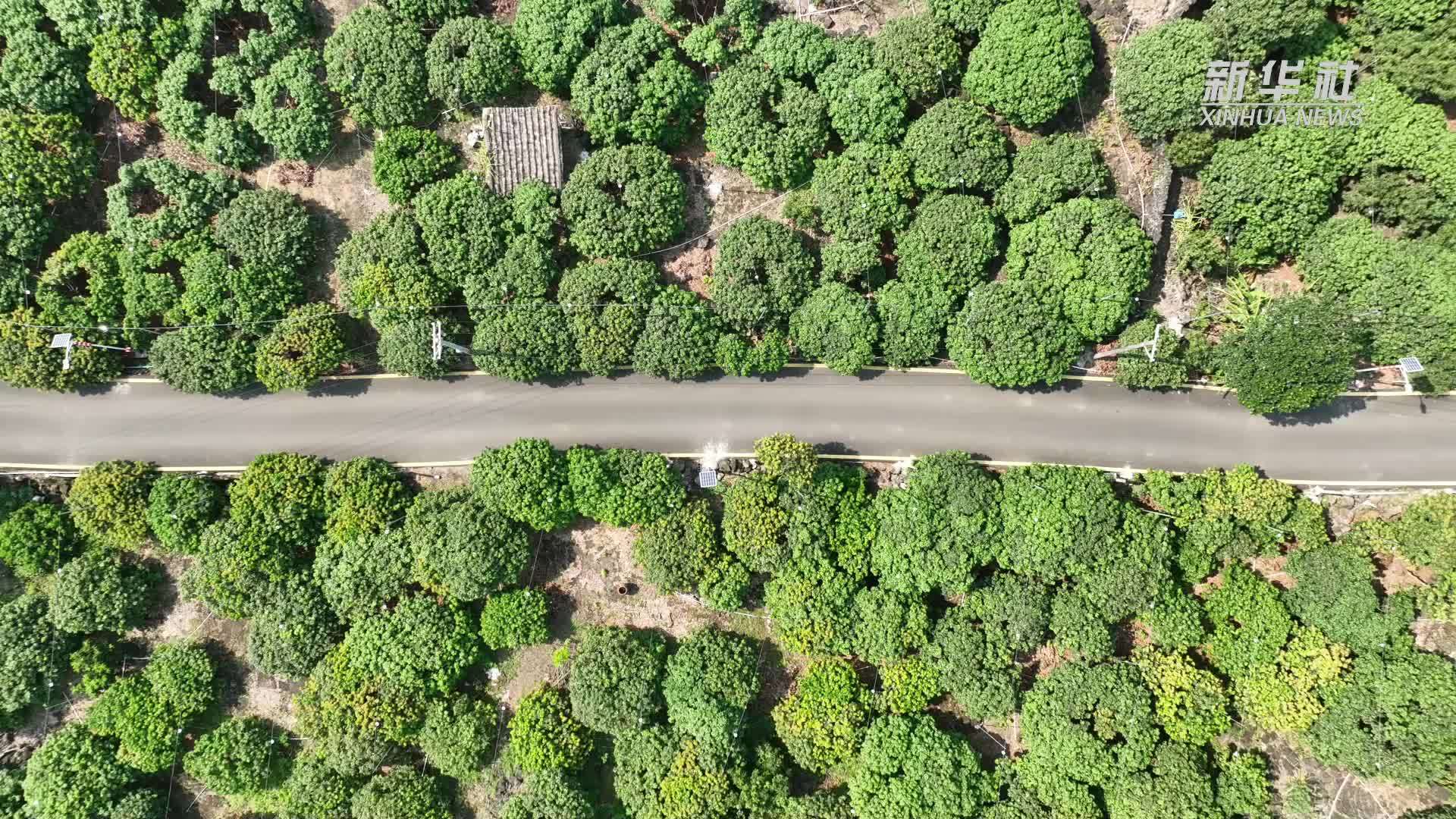 海口火山荔枝“甜蜜”上市 预计总销售额13亿元