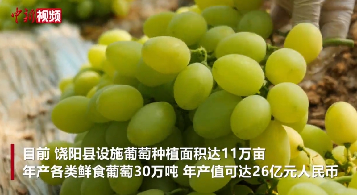 “中国设施葡萄之乡”河北饶阳11万亩葡萄陆续成熟