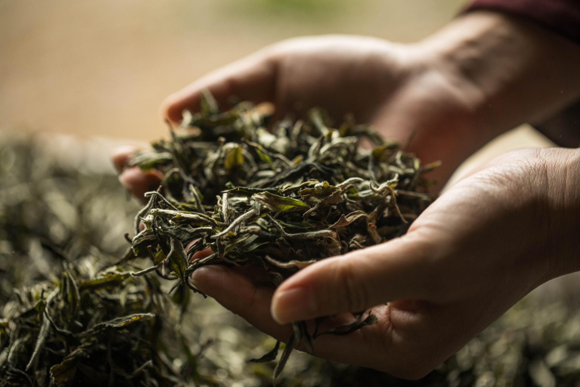 成立专业运营团队 西海岸新区不断提升海青茶价值链