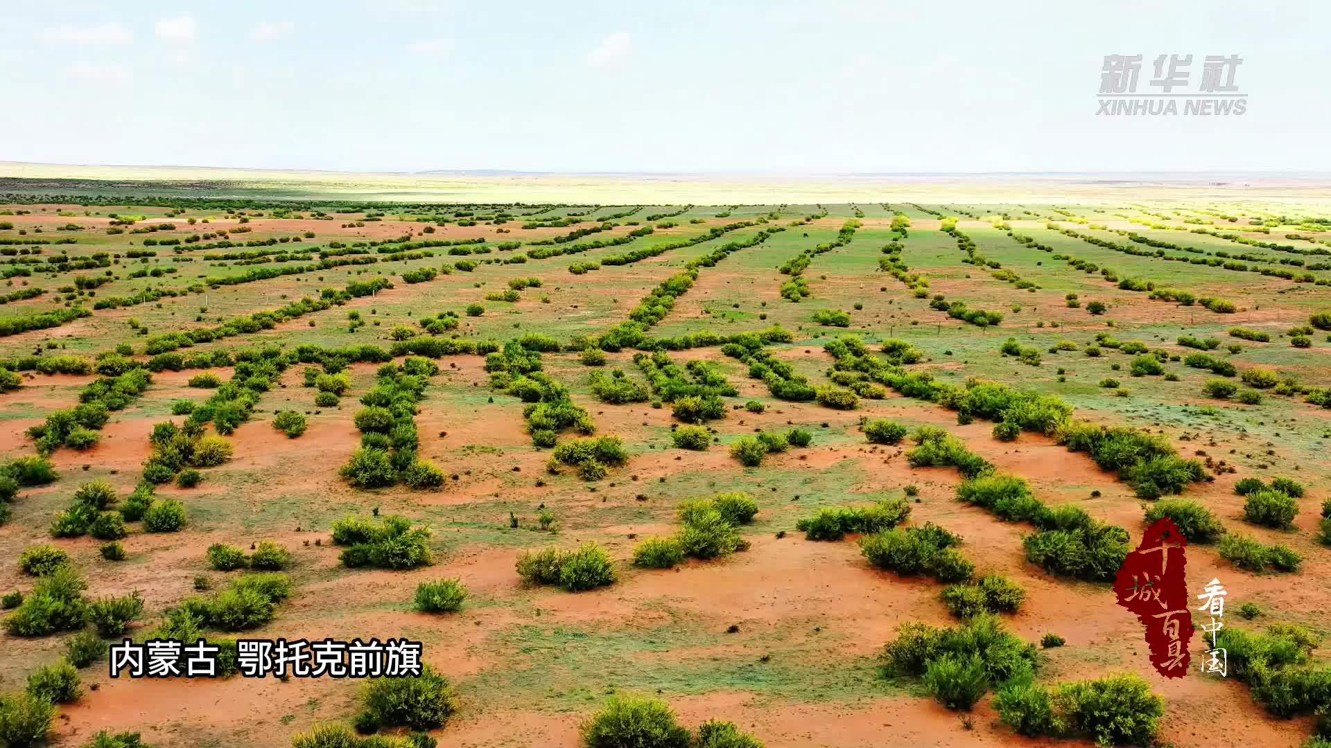 千城百县看中国｜内蒙古鄂托克前旗：柠条花开香五月