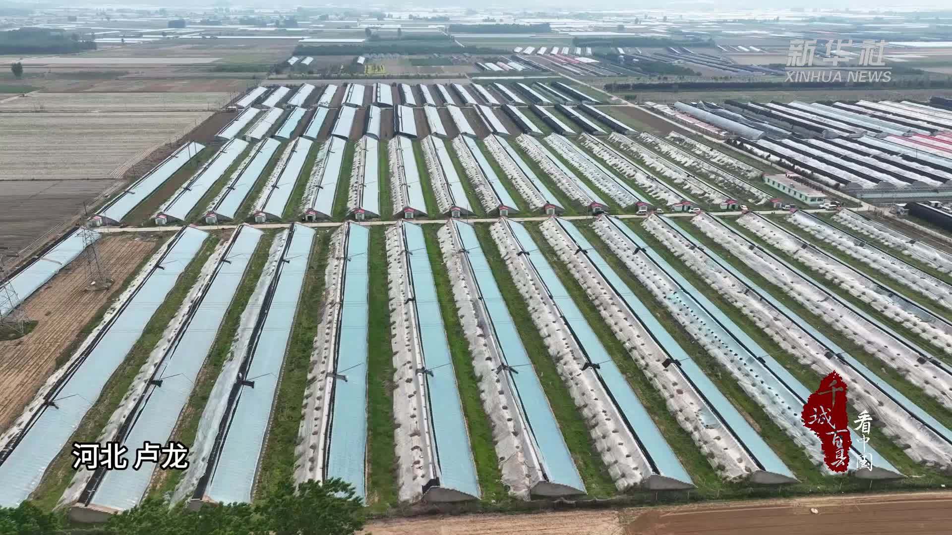 千城百县看中国｜河北卢龙：葡萄种植助推乡村振兴