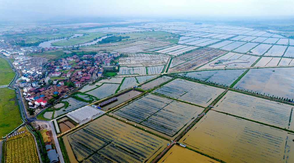 吉水县同江万亩稻渔产业园。廖敏/摄