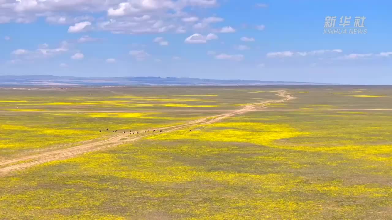 千城胜景｜新疆福海：黄花绽如海 绵延三十里