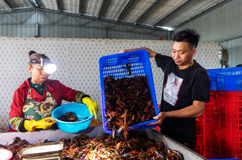 农户正在分选、打包小龙虾。廖敏/摄