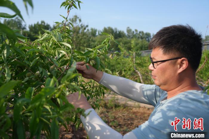 5月9日，在河北省鸡泽县风正乡的冬桃种植园，工作人员正在进行疏果。祁鹏飞 摄