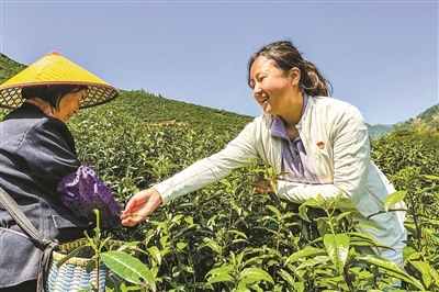 “95后”驻村第一书记“真驻实干”兴茶业