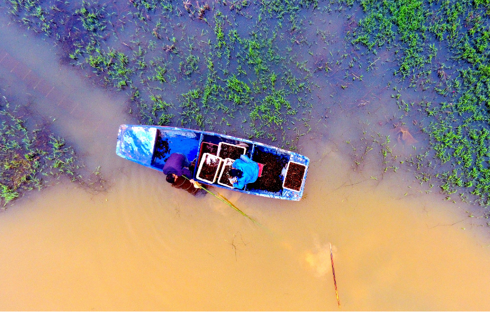 农户正在捕捞小龙虾。廖敏/摄