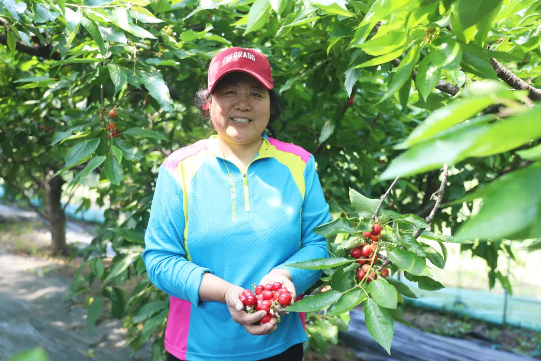 樱桃红满枝！来丰县，共赴一场甜蜜之约
