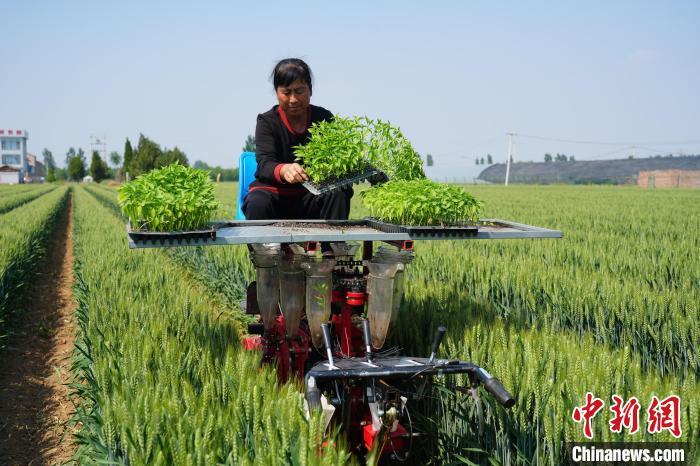 5月9日，在河北省鸡泽县辣椒繁育基地，农民正在操控辣椒定植机械移栽辣椒苗。祁鹏飞 摄