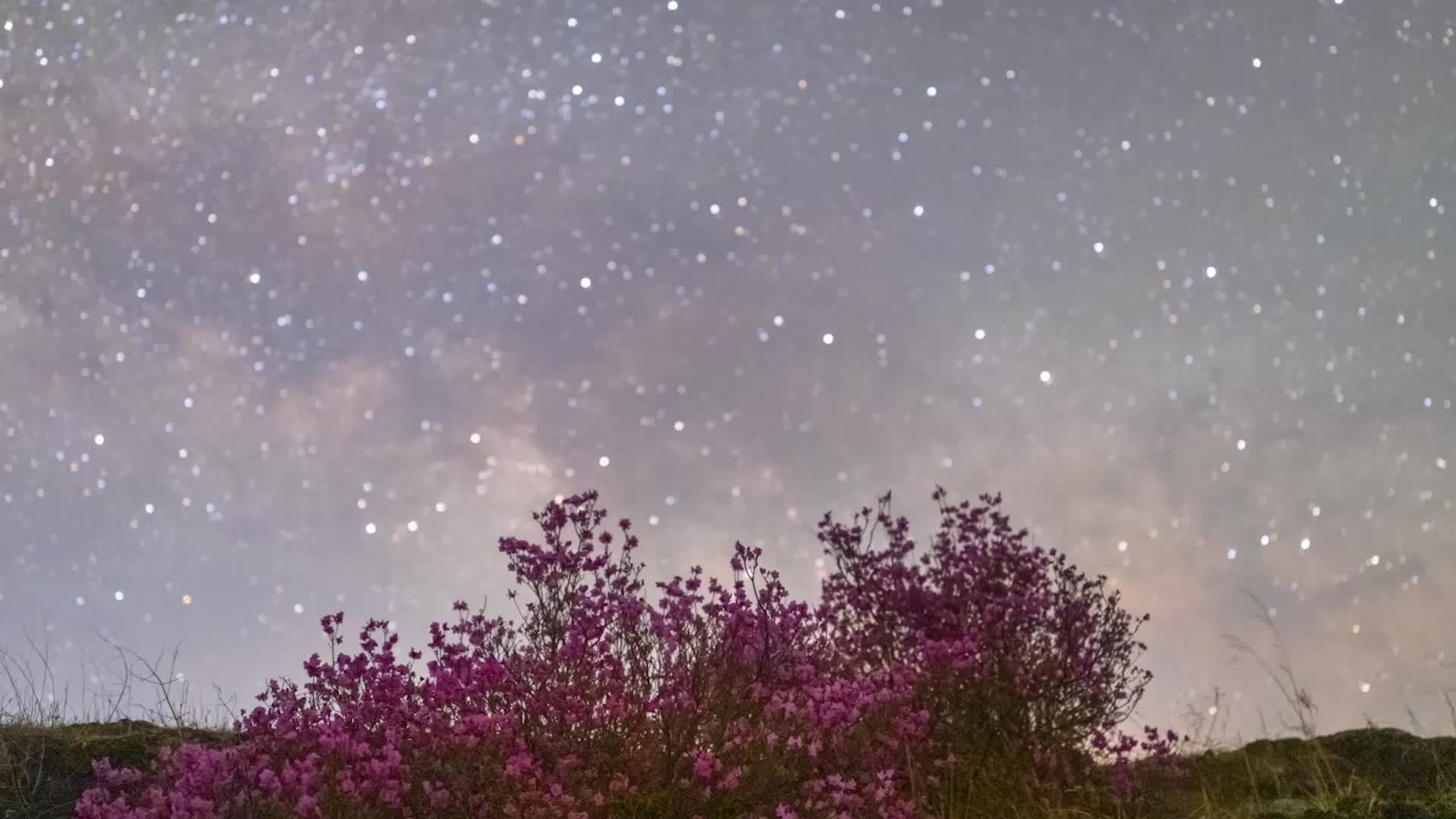 花语星空：一场星与花的浪漫约会