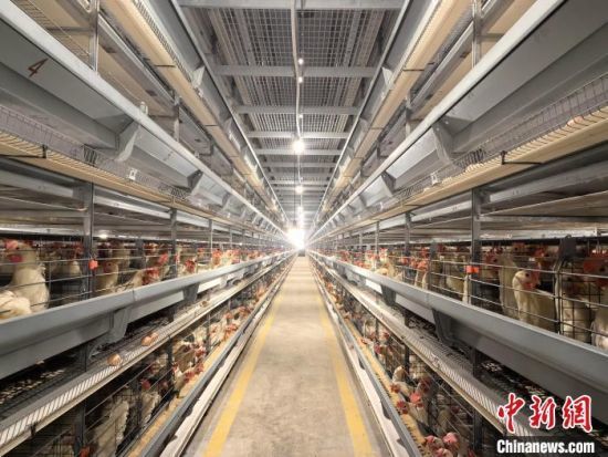 图为德安县吴山镇蛋鸡养殖场。巫发阳摄