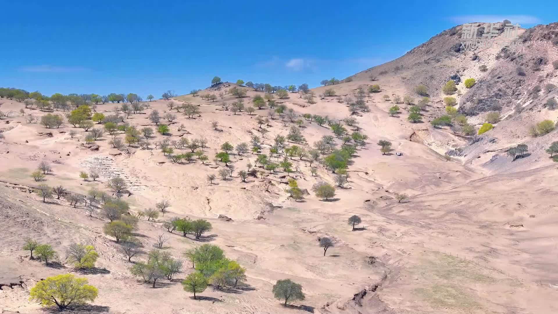 千城胜景｜内蒙古赤峰：元宝枫迎来盛花期