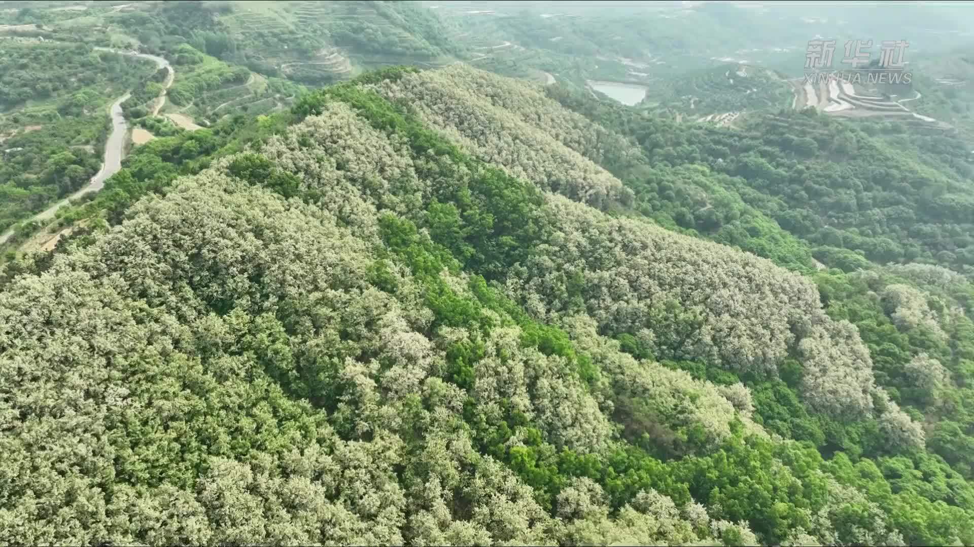 山东五莲：万亩槐花开 飘香迎客来