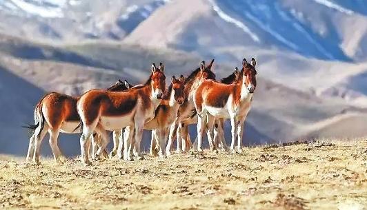 藏野驴（本版图片均为资料图）